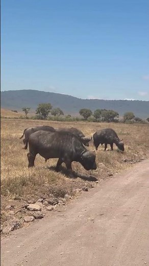 The buffalo is considered one of the "Big Five" game animals