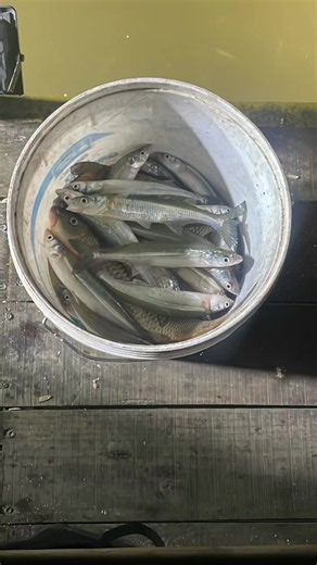 ayayai con junio! Hola , la salida a pescar en la balsa es de Lunes a domingo estas tienen un valor de : Lunes a Miércoles : $8.000 p/p. Jueves a domingo / feriados : $10.000 p/p. Los turnos en horario de Otoño/Invierno son de 6 horas. Primer turno : 18:00 hrs a las 00:00 hrs . Segundo turno : 00:30 hrs a 06:00 hrs . Para reservar tu turno debes indicarnos tu nombre y apellido más la localidad de donde provienes . La balsa dispone de mesones, bancas , generador silencioso y focos.💡 Para reserva