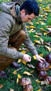 Grande funghi porcini Funghi PorciniPassione Funghi & TartufiBoletus EdulisFunghi porcini /Boletus edulis mushroomBoletusGame - Funghi Porcini a 360 gradiBoletusmanLes cèpesFunghi e Identificazioneporcini della silaI Love Wild Mushrooms!Mushroom IdentificationGuida Micologica ItalianaFederico VargasMarco FantiniBoletus followersLucanumFrancesco CittàFunghi Natura e Tartufi 🍄 | Funghi Porcini
