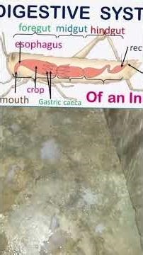 How Insecticides kill insects:How insecticides work