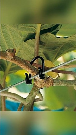 Kiwi Klipon Vine, Trellis and Tree Ties