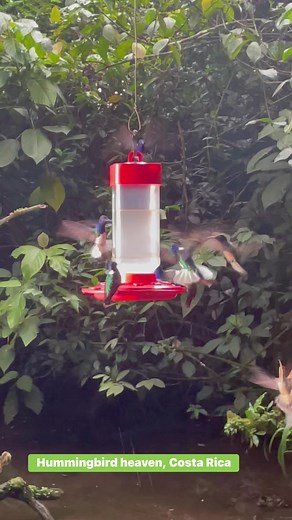Hummingbird heaven in Costa Rica SWAROVSKI OPTIK Birding Cotinga Tours Costa Rica | Birdgirl