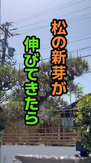 五月マツの剪定はミドリ摘み（あるいは切る）松の新芽の剪定