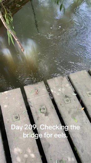Eel Check: River Conditions and Bridge Update