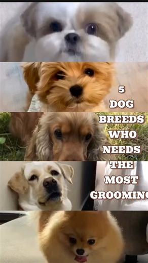 PETPEDIAA on Instagram: "Fluffy dog le liya? Ab grooming ka pressure bhi le… ya CutiePaw use kar aur life bana le 💅🐶 No itching, no tangles, no toxic perfume – just ✨ calm, clean, cuddly fur. cutiepaw.in | Code: PETPEDIA for maximum discount Groom smart. Smell better. Save wallet 💸 #hashtags #petgroomingindia #dogshampooreview #cutiepaw #dogparentstruggles #fluffydogfacts #petpediaa #viralpetreel #petpediaatips #petpediaarecommends #petpediaareels"