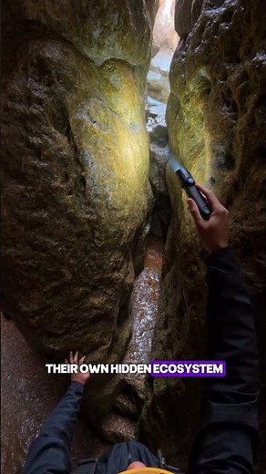 The Giant Cave That Contains Its Own Forest 🌳🕳️