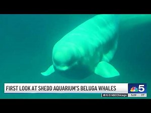 Behind-the-scenes look at rescued beluga whales brought to Chicago's Shedd Aquarium