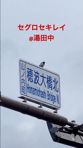 野鳥観察ノート セグロセキレイ 20260310 #nagano #山ノ内町 #志賀高原ユネスコエコパーク#雑学 #自然 #セグロセキレイ