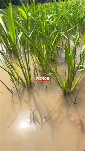 82K views · 943 reactions | We find some interesting critters in these crawfish ponds 咽 #crawfish #crabs #lobster #cajun #farming #fish #fishing #lobsterfishing #Louisiana | Grant Hamilton | Facebook