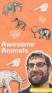 Imagine discovering giant skeleton bones! ☠️🫣 Kalamazoo, Michigan, lays claim to this pretty awesome discovery: The remains of a 13,000-year-old American mastodon! 🦣 Found in August 2022, this prehistoric skeleton is over 80% complete, making it a super rare & exciting find. The bones are currently being scanned and 3D printed so that they can be made into a standing skeleton and go on exhibit at the Grand Rapids Public Museum starting in the fall of 2025. #museum #mastodon #iceage #kalamazoo 