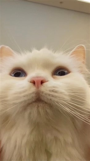 Why my kitten meowing constantly? Does anyone know? #purr #asmr #cutecat | Bready's Customization Service