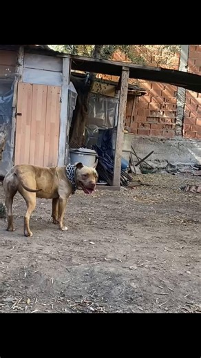 Understanding the American Pit Bull Terrier Breed