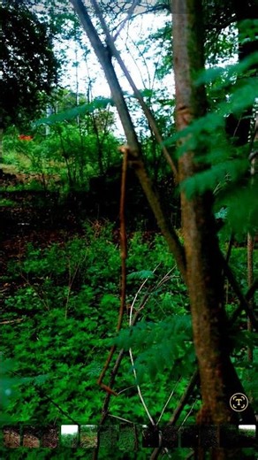 nature view master 🌳 #subscribe #video