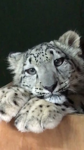Adorable Baby Snow Leopard Koshi at The Big Cat Sanctuary