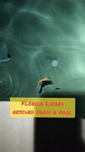 Rescued this Florida Lizard from a pool #wildliferescue