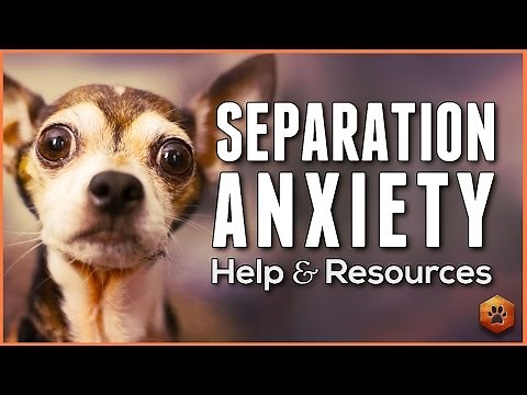 Do You Understand Separation Anxiety in Dogs? Tips, Resources, and How to Get Help
