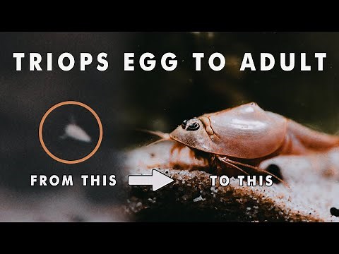 I Documented Triops Longicaudatus Red from UNBOXING to ADULT (VERTICAL VIDEO BTS)