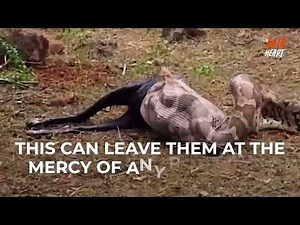 A huge python swallowed a horse.