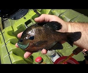 Fishing: Make a Drop Shot Rig for Panfish