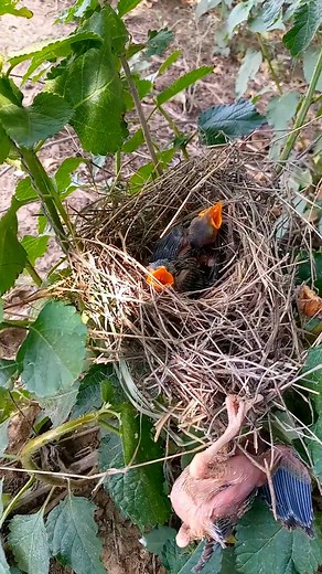P#357 Review bird daily life in their nest | Mother bird and baby bird life with nature! #birdlovers #motherbird #babybird #birdsounds #birdphotography #birdnest #bird #birdsofinstagram #birdlife #nature #naturelover #reviewbirdnest #birdwatching #lifewithbirds #birdsounds | Page 285
