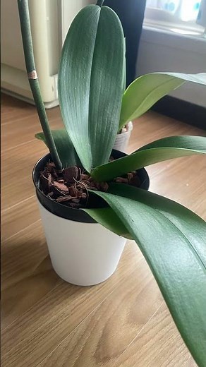 胡蝶蘭の植え替え✨