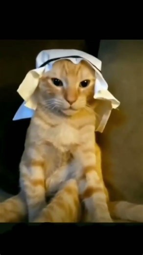 Arabian cat #memes 👳‍♂️👻