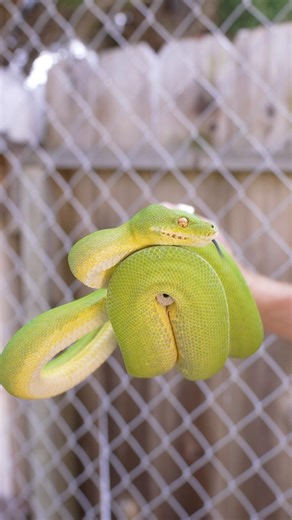 A python you didn’t know you wanted to see!!🐍🤯#snake #reptiles #coolanimals #greentreepython