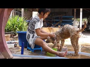 Amazing Smart dogs playing with Lady at Garden how to play with cute dogs and lady #18