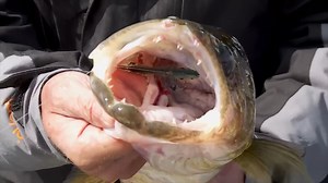 12K views · 435 reactions | 瞧The Rapala Jigging Rap has stood the test of time & can be fished right of the package, no live bait needed to catch BIG WALLEYE! Tap the link here: https://omnia.direct/JiggingRap | Lindner's Angling Edge | Facebook