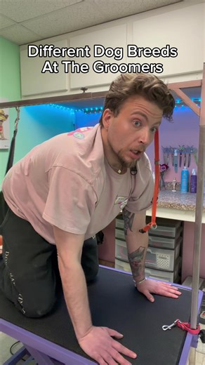 What breed next?! 😂💀 #doggroomerlife #dogbreeds #doggroomingsalon #doggroomer