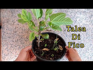 talea fico