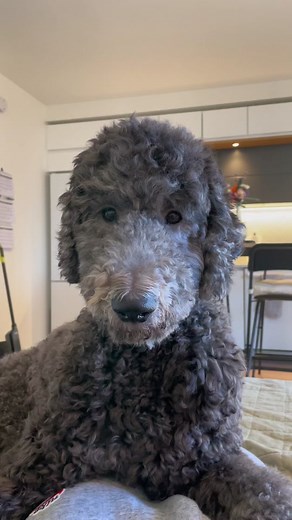 Benefits of Owning a Standard Poodle - Top Reasons Explained