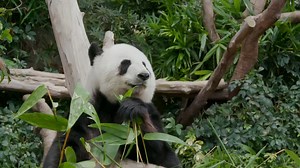 Panda eating bamboo Free Stock Video Footage