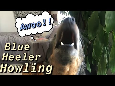 Blue Heeler Howling