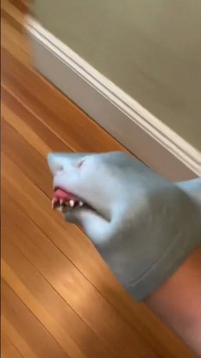 Shark puppet dog