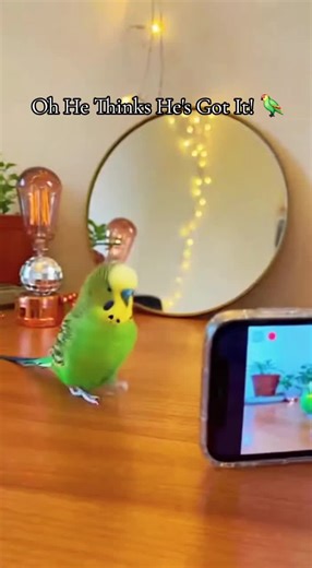 Oh he thinks he's got it! 🦜 As he dances to himself 😂 #dance #bird #fyp #funny #fypシ