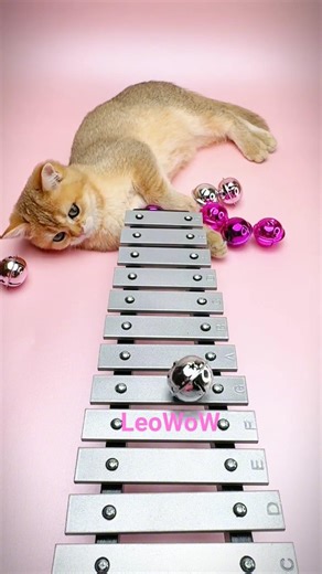 ✨ Tiny Balls, Big Sounds on the Xylophone! #cat #kitten #xylophone #leo #leowow