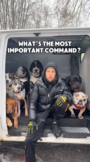 Cherry Hoggs | Dog Training on Instagram: "Impulse control isn’t just a nice skill — it’s essential. Can your dog impulse control for over half an hour? ⏱️"