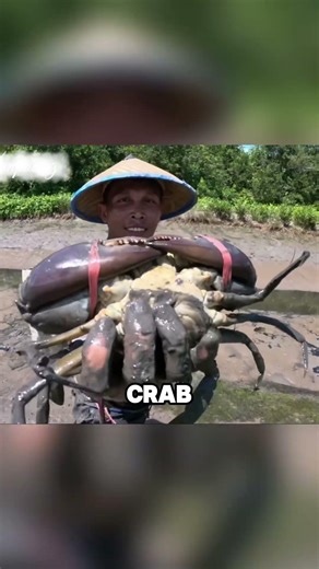 Catching large mud crabs during the low - tide beach exploration #fishing #fish #funny #foryou