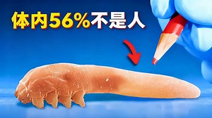 【中配】你所不知道的体内微生物世界 - Odd Animal Specimens