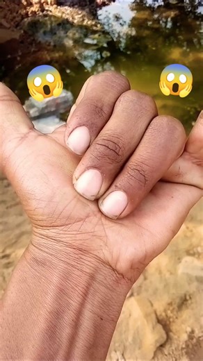 is jewel beetle or Chrysochroa is a genus of "jewel" or metallic ​ #spider​ #beetle​ #nature​ll