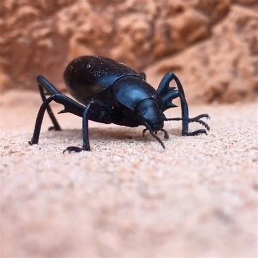 47 reactions | Darkling beetles are very common and it can be fun to...
