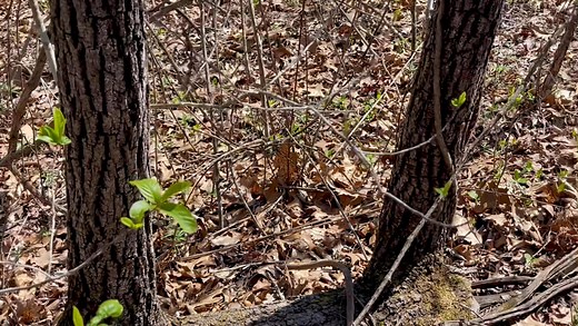 4.6K views · 246 reactions | THE FOREST IS ALIVE One of the most amazing naturally created cloning labs I’ve ever seen in my life. | Gateway Garlic Farms | Facebook
