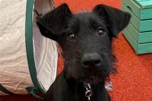 Adorable Lurcher puppy who loves children and cuddles needs a home