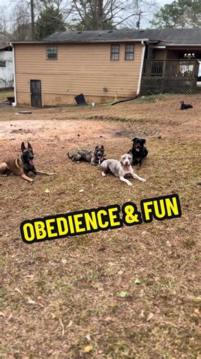 Master Dog Training: Obedience and Fun with Royal