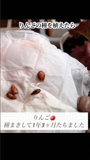 食べたりんごから種をとって植えてから1年3ヶ月🍎りんごは難しいらしいけど、今の所農薬なしで頑張っています #家庭菜園 #野菜作り #再生栽培 #プランター栽培 #りんご栽培 #りんごの育て方