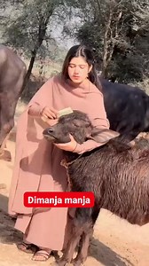 Peternakan kerbau #kerbau #reels | Peternak Kambing Milenial