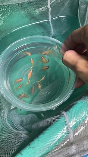 Yellow Lace Guppy: A Stunning Addition to Your Aquarium!