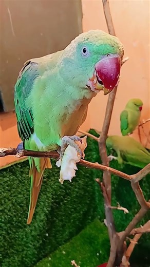 mithu kaise baitha hai tu #parrot #mithukibatain #talkingparot #funny #greenparrot #reels #trendin 🦜