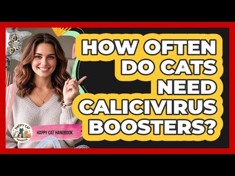 How Often Do Cats Need Calicivirus Boosters?